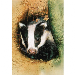 Elaine Franks Artwork - 'Young Sow Badger' - Signed Limited Edition Print